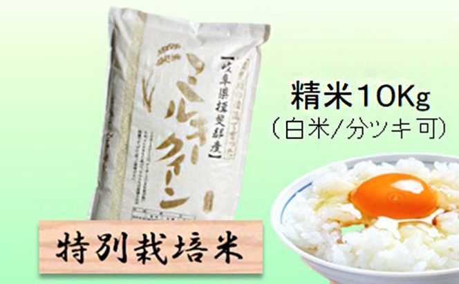 特別栽培米 【 令和8年産 】 精米 10kg（白米/5分/7分ツキ可）【 ミルキークイーン 】玄米は別に出品
