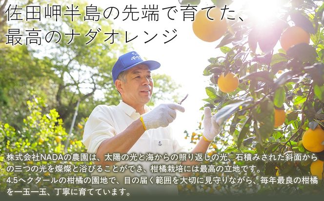 【農家直送】愛媛県産 ナダオレンジ 贈答用 4.5kg（2026年5月中旬より順次発送） IKTC012 