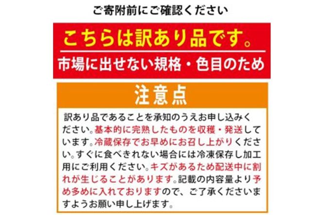 訳あり 規格外 数量限定 門川町産 ミニトマト(計3kg)  訳あり 規格外 数量限定 門川町産 ミニトマト 期間限定 生活応援 とまと 野菜 ミックス 生 旬野菜 冷蔵 小鈴 キャロルパッション プレミアムルビー アイコ 【いけとも農園】【X-10】