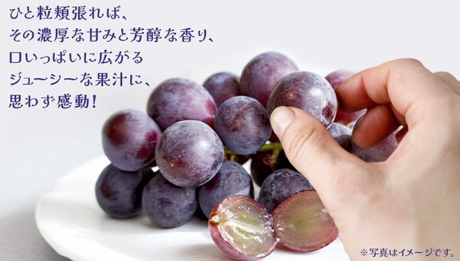 【 お中元 桐箱入り】 巨峰 １房 【2026年8月上旬発送開始】(茨城県共通返礼品：大子町) ぶどう 葡萄 ブドウ フルーツ 果物 スイーツ ギフト 贈答用 贈り物 プレゼント