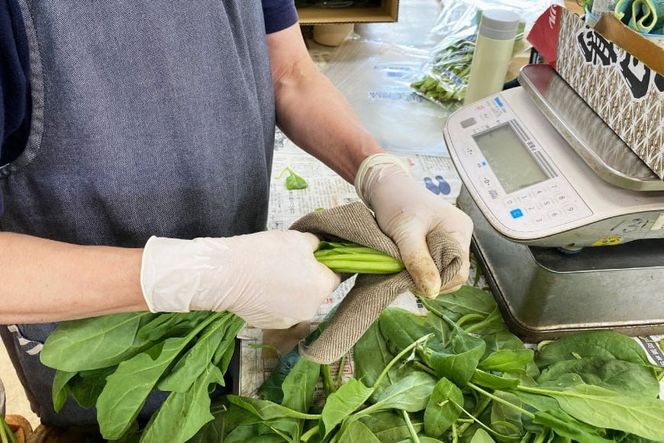 AI325 定期便 12回 ほうれん草 10束 [ 野菜 ホウレン草 やさい ホウレンソウ 冷蔵 葉物野菜 田中農園 長崎県 島原市 ]