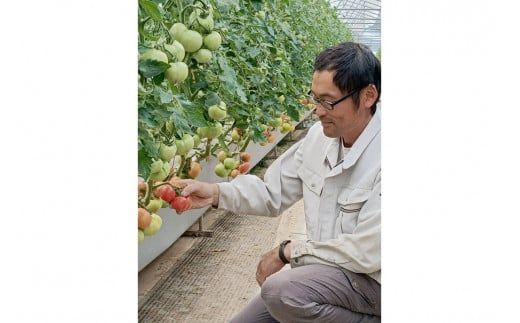 【先行予約】京丹後産・京トマト 2kg（8～10玉） 春夏発送（2026年5月中旬～発送）　JK00033