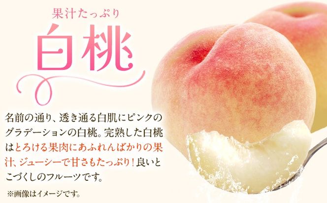 【先行予約】岡山白桃 & シャインマスカット（晴王）セット 選べる サイズ 数 有限会社ホーティカルチャー神島《7月上旬-8月中旬頃出荷》岡山県 笠岡市 桃 白桃 もも 岡山白桃 シャインマスカット マスカット ぶどう 晴王【配送不可地域あり】---H-79---