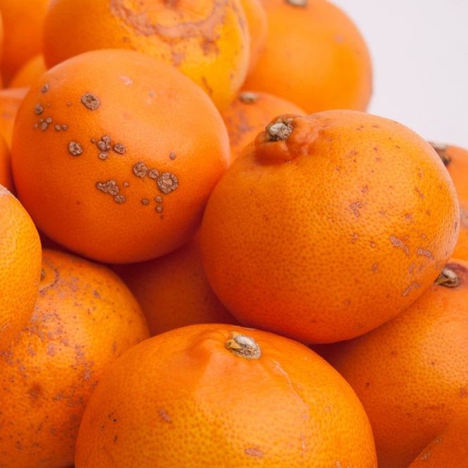 ＜2月より発送＞家庭用 せとか1kg+250g（傷み補償分）【柑橘・春みかんの王様】【光センサー選果・食べ頃出荷】訳あり わけあり ワケアリ ◇