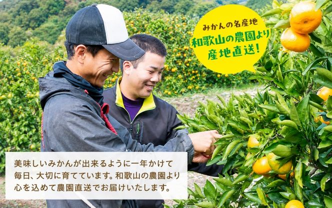 【11月発送】農園直送！完熟有田みかん 約1kg+200g【サイズ混合】【ard002-2B-11】