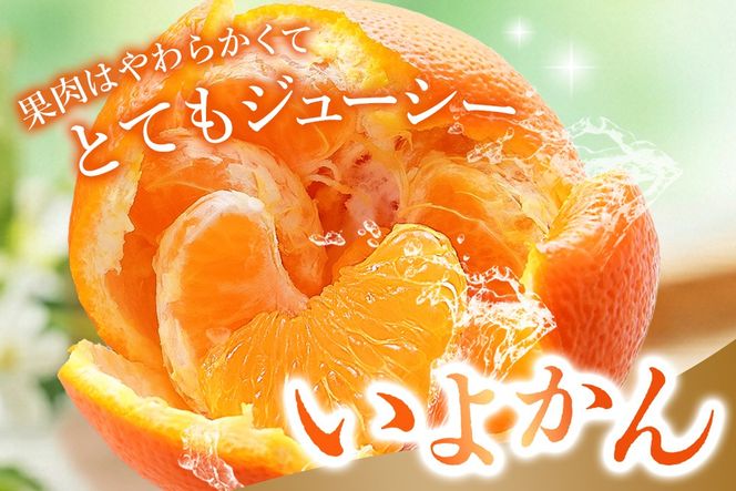 2027年1月中旬より発送開始】いよかん 8～10kg(3L～Lサイズ)【みかん