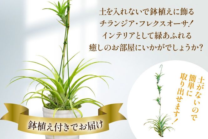 AI176 鉢植えで飾る チランジア フレクスオーサ  [ 観葉植物 インテリア エアープランツ エアプランツ 鉢植え 植物 ガーデン グリーン おしゃれ 北尾洋蘭園 長崎県 島原市 ]