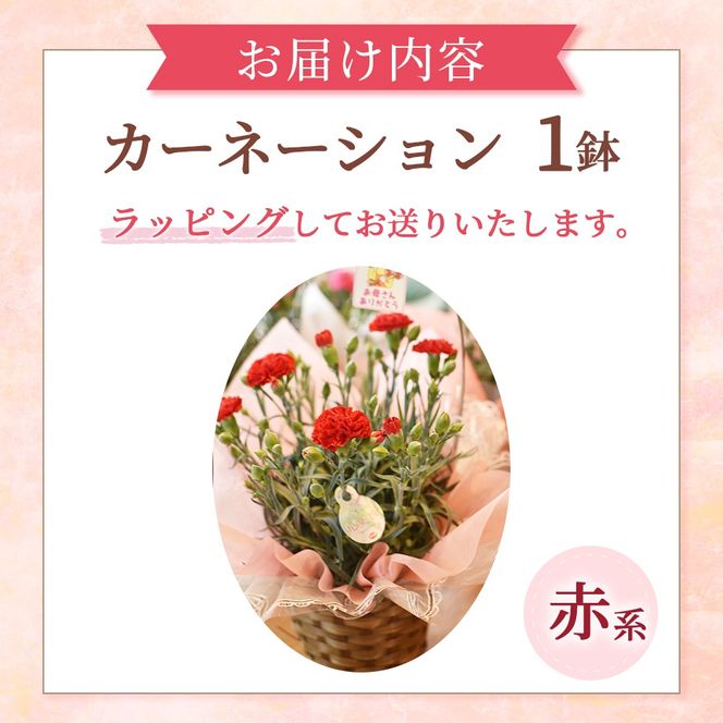 【母の日ギフト・先行予約受付】カーネーション（赤系5号鉢）母の日 カーネーション バスケット ラッピング ギフト仕様 ギフト 宮崎県 小林市