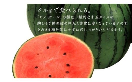 【 JA北つくば 】 極シャリ食感 ！ こだますいか 「 ピノ・ガール 」 1玉 2026年産 小玉すいか 小玉 すいか スイカ 果物 フルーツ ピノガール 西瓜 くだもの デザート 茨城 [AE058ci]