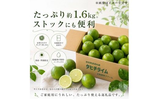 訳あり タヒチライム 約1.6kg ライム サイズおまかせ 国産 種なし 柑橘類 かんきつ類 防腐剤不使用 ノーワックス 新鮮 冷蔵 家庭用 果物 くだもの フルーツ 秋 旬 ジュース カクテル ジンライム 料理 アレンジ 爽やか 芸西村 高知県産