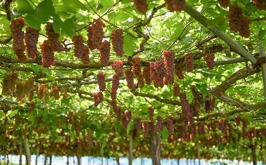 FYN6-064 ≪2026年先行予約≫山形県産 デラウェア 1.8kg(9～16房) 秀品 2026年8月上旬から順次発送 種無し 小粒 食べやすい ぶどう ブドウ 葡萄 くだもの 果物 フルーツ 夏果実 箱入り 中元 贈り物 ギフト 自宅 家庭 産地直送 山形県 西川町 月山