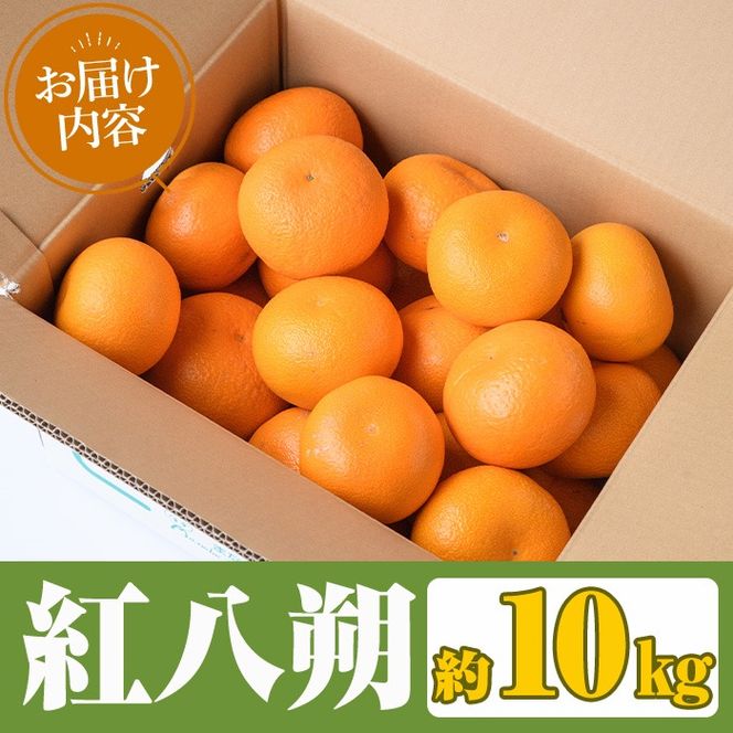 ＜先行予約受付中！2026年2月上旬以降順次発送予定＞まなべみかん園の紅八朔(約10kg) 国産 鹿児島県産 阿久根市産 柑橘類 みかん ミカン 蜜柑 果物 フルーツ べにはっさく 期間限定 数量限定 贈答用 ギフト デザート【有限会社まなべみかん園】akn034-05