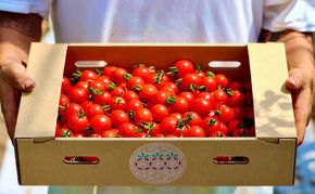 【2026年夏発送】富良野産 ミニトマト (赤) 約3kg (阿部農園) トマト ミニトマト 野菜 新鮮 農家直送 北海道 富良野市