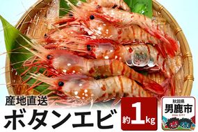 《2026年6月上旬より発送》産地直送 ボタンエビ 約1kg！ ぷりっぷりでとろける甘さ お刺身や海鮮丼に 秋田県 男鹿市 萬漁水産|23_mgs-031001