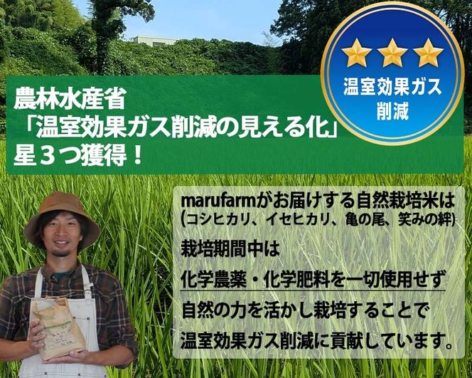 【射水の美味しいお米】【自然栽培農法】自然栽培農家 marufarm 自然栽培米「コシヒカリ」20kg ※2026年10月～発送
