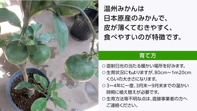 温州みかんの苗  8号ポット 1点 家庭 で 園芸 鉢植え 苗 庭木 果樹 ガーデニング 植物 確実園 [BG022us]