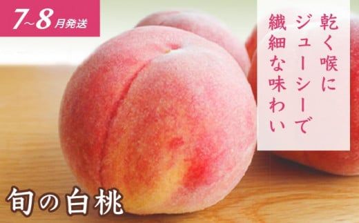 ［3回定期便］ 信州のフルーツ3回コース 小箱 ［小布施屋］ 定期便 先行予約 フルーツ 数量限定 白桃 シャインマスカット ぶどう りんご お楽しみ 3回お届け 長野県産 信州産 令和8年産 【2026年7月～12月発送】