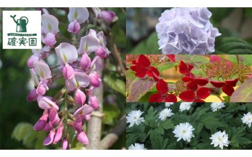 アラレア グリーンエレガンス 5号ポット 1点 家庭 で 園芸 鉢植え 苗 庭木 果樹 ガーデニング 植物 確実園 観葉植物 インテリア 植木鉢 [BG019us]