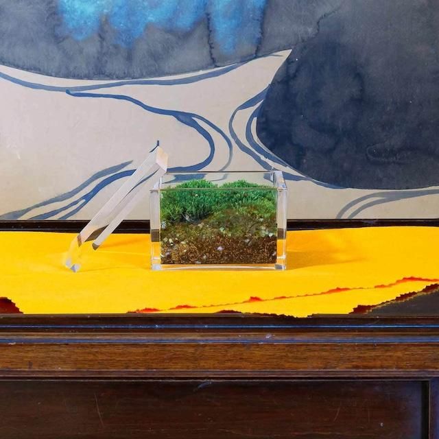 【銀座花粂】青蓮院の苔 春 (3月20日頃到着 寄付日：2月3日から3月1日の方) 261009_A-SM003