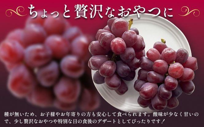 ぶどう 富士の輝 1房 贈答用もあり 茨城県 結城市 《8月下旬-9月下旬頃出荷予定》 會澤ぶどう・キウイフルーツ園 葡萄 ブドウ 大粒 種なし ブラック シャインマスカット 果物 フルーツ ギフト 国産 季節限定 【配送不可地域あり】(離島)---yuki_aizw_15_1p---