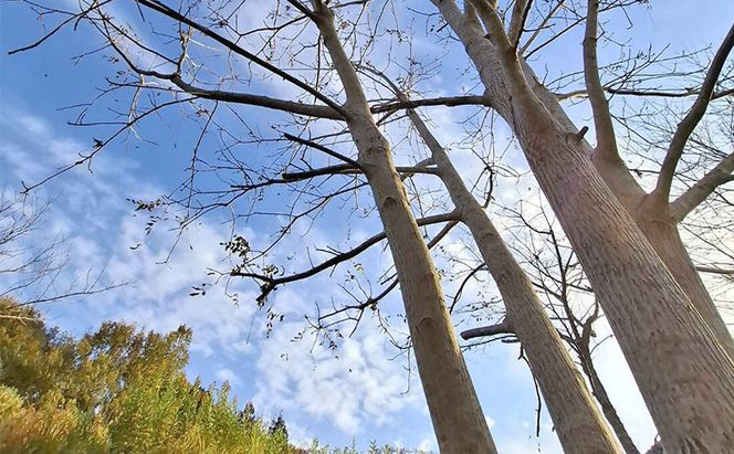 里の風　名張市産鬼クルミ　1.5kg　くるみ 胡桃 三重県 名張市