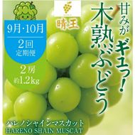 先行予約 2回 定期便 晴王 木熟ぶどう ハレノシャイン シャインマスカット晴王 2房 約1.2kg 9月・10月発送 種無し 皮ごと食べる みずみずしい 甘い フレッシュ 糖度保証 厳選品質 冷蔵 ハレノフルーツ