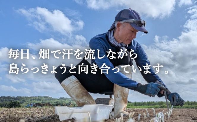 ≪2026年2月下旬～5月下旬発送≫採れたて島らっきょう 2㎏ 【 沖縄県 石垣市 野菜 らっきょう 島らっきょう おつまみ 採れたて 料理 漬物 天ぷら おかぴ農園 産地直送 】OK-03