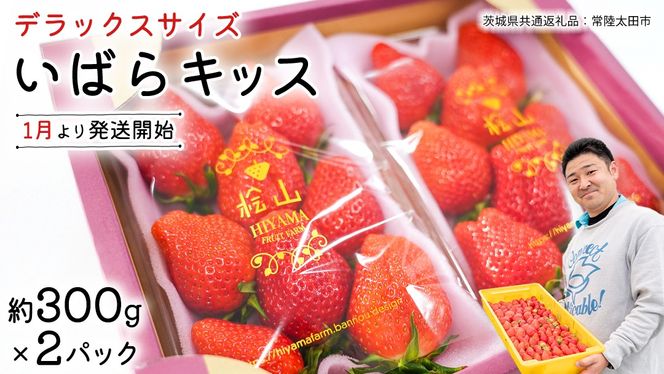 【 先行予約 】 いばらキッス ( 2パック )　特大 デラックスサイズ 【 2026年1月から発送開始 】 ( 茨城県共通返礼品 : 常陸太田市 ) 約 300g × 2 パック いばらキッス いばらきっす いちご 数量限定 果物 くだもの フルーツ 苺 イチゴ 期間限定 [ES014us]