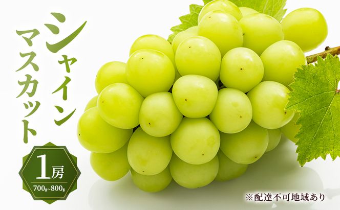ぶどう 2026年 先行予約 シャイン マスカット 1房 700g～800g 大粒 種無し ブドウ 葡萄 岡山県産 国産 フルーツ 果物 ギフト MAKANAファーマーズ 果物類 シャインマスカット