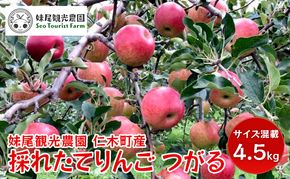 [先行受付/2026年] 仁木町の採れたてりんご「つがる」4.5kg（15～18玉）サイズ混載 北海道 仁木 果物 くだもの フルーツ リンゴ 林檎 果物類 ジューシー [フルーツショップ妹尾観光農園]
