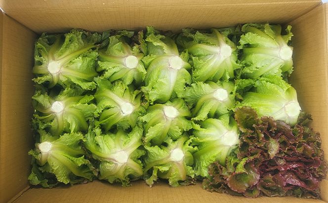 信州高原塩熟野菜 約10kg お任せ 野菜セット 野菜詰め合わせ レタス キャベツ ズッキーニ カリーノケール サニー おたのしみ