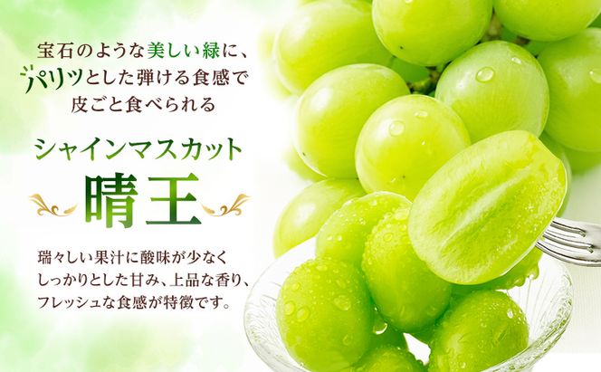 ぶどう 2026年 先行予約 シャイン マスカット 晴王 1房 約600g ブドウ 葡萄  岡山県船穂産 国産 フルーツ 果物 ギフト デザート 食後 酸味が少ない 産地直送