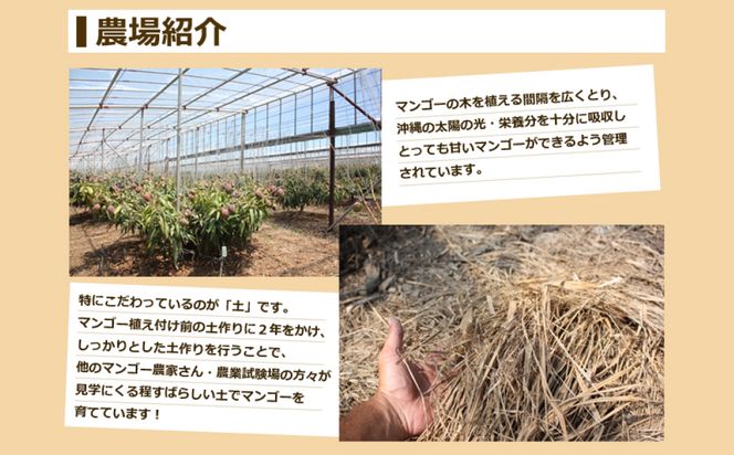 【 先行予約 2026年発送 】マンゴランのこだわりマンゴー 1kg