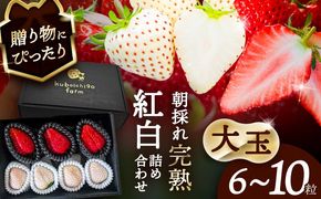 【先行予約】 ＼毎年1月より順次発送／ 〈大玉〉 いちご 詰め合わせ　紅ほっぺorやよい姫×White Fairy 果物 イチゴ フルーツ 愛西市 / くぼ苺農園 【配達不可：北海道・沖縄・離島】[AECJ019]