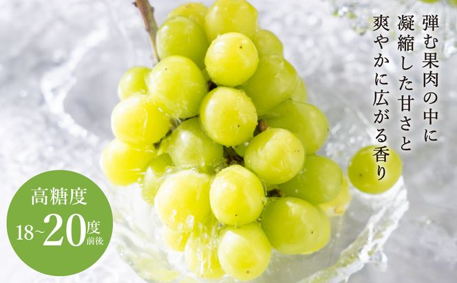 【2026年先行予約】豊岡ぶどう シャインマスカット ２箱  約4kg / 豊岡ブドウ 産地直送 糖度が高い 濃厚 甘味 上品な香り 歯切れの良い 皮ごと 食べられる 減農薬 シャイン マスカット ぶどう ブドウ 葡萄 果物 くだもの フルーツ ふくい農園