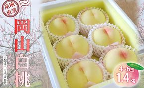 【桃 2026年 先行予約】ご家庭用 岡山白桃 約1.4kg（4～6玉） もも モモ 岡山県 国産 フルーツ 果物