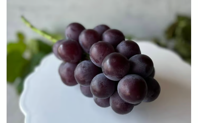 【2026年先行予約】 厳選 岡山県産 藤稔 1.0㎏以上（2房） 産地直送 朝採れ ぶどう 葡萄 先行予約 フルーツ 果物 真庭市 フルーツ王国 珍しい 甘い【kgftmt007-02】