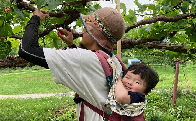 【完全無添加】【安心安全】【こだわりの搾汁製法】種あり巨峰／種なし巨峰／りんごのジュース 3本セット【栽培期間中 除草剤・ネオニコチノイド系農薬・化学肥料不使用】 果実飲料 フルーツジュース 飲み物 飲み比べ 