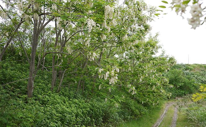 【国産純粋蜂蜜】北海道産 アカシア蜂蜜 2.5kg (500g×5本)［ナルセ養蜂場］【 はちみつ ハチミツ 蜂蜜 ハニー 無添加 天然 健康 美容 料理 無添加 純粋 希少 ギフト プレゼント セット 食べ比べ 詰め合わせ 大容量 自宅用 家庭用 北海道 十勝 幕別 】