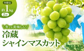 【11・12月発送】富山葡萄園の冷蔵シャインマスカット約1kg(2房） 果物類 ぶどう フルーツ ブドウ 果物 