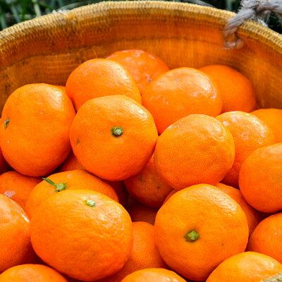 EA6030n_【2026年先行予約】濃厚な味わいのこだわり 有田みかん 7kg (早生みかん・大小混合)