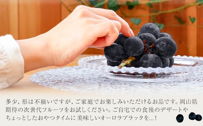 【2026年発送先行予約】ご家庭用 岡山県産 オーロラブラック 1.2kg 2-3房 晴れの国おかやま館 《2026年9月上旬-9月下旬頃出荷》岡山県 矢掛町 葡萄 ぶどう 果物 スイーツ フルーツ デザート【配送不可地域あり】（離島）---ofn_chokob_ab9_25_15500_12---