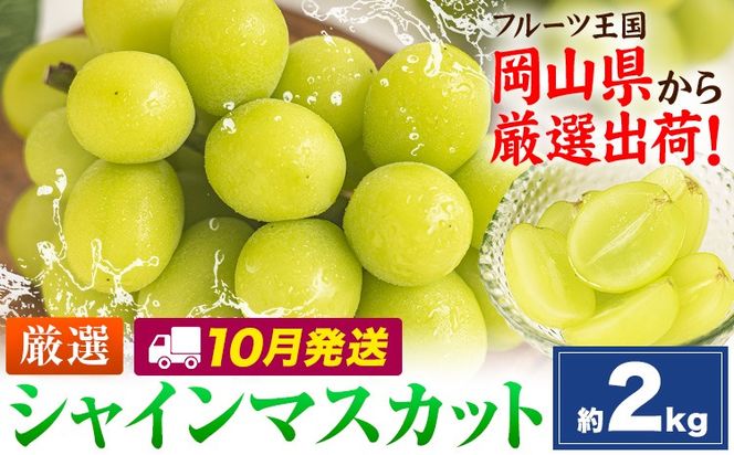【10月発送】シャインマスカット 約2kg(3-5房)《2026年10月上旬-10月末頃出荷》岡山県 笠岡市 シャインマスカット 厳選 ぶどう ブドウ 葡萄 マスカット 果物 フルーツ ギフト---kasaoka_zsy_419_2000-10m---