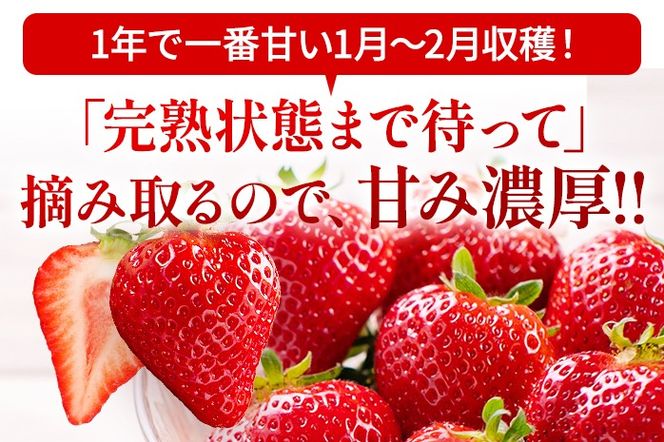 アフター保証 あまおう 8～9粒入り×2パック （先行受付／2025年1月以降順次発送予定）いちご 大粒 不揃い DX デラックス エクセレント 苺 イチゴ 福岡高級 フルーツ 土産 福岡県