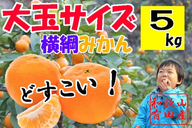 ya̎RLc쒬zʗLc݂ 5kg 2LE3LTCY  CB023