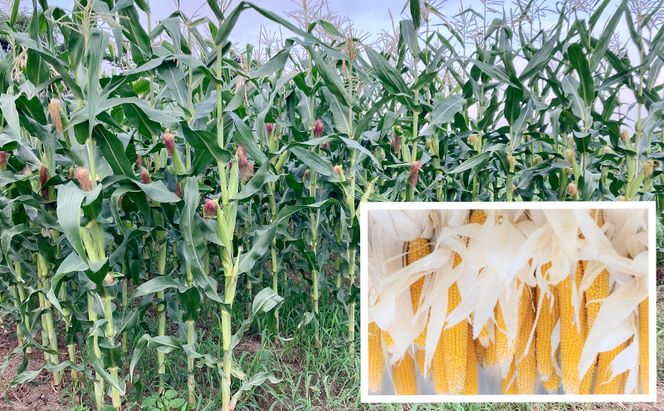 レンジで作れるポップコーン　9袋入り　ポップコーン　種　簡単　手作り　おやつ　食育