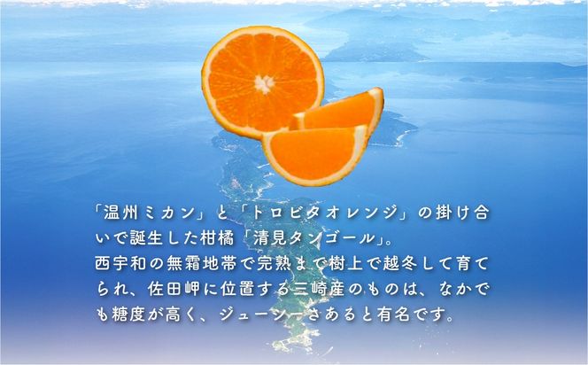 【先行予約】清見タンゴール（貯蔵・生果5kg）※離島への配送不可（2026年4月下旬より順次発送予定） IKTBD007