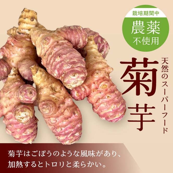 【2026年11月より順次発送】★栽培期間中農薬不使用★ 行方市産 菊芋 約1.5kg｜芋 先行予約 茨城県（CP-17）