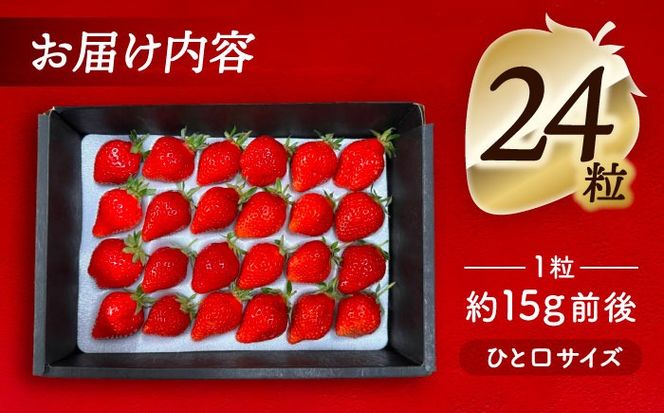 【先行予約】 ＼毎年12月より順次発送／ やよい姫 24粒 果物 いちご フルーツ 愛西市 / くぼ苺農園 【配達不可：北海道・沖縄・離島】[AECJ014]