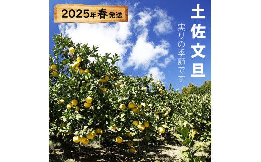 【先行予約】【果樹園直送】土佐文旦 特選品贈答用 約3kg 3L～4Lサイズ 5個入り 〈2027年2月中旬～3月下旬頃発送〉大玉 ぶんたん ブンタン フルーツ 柑橘 みかん 果物 くだもの 柑橘類 デザート おやつ 贈り物 プレゼント 【白木果樹園】 [BQAI002]